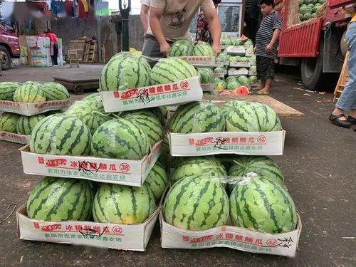 扫一扫免费吃瓜,免费瓜分惊喜，畅享夏日清凉！  第2张