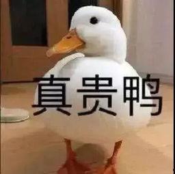 爆料鸭子吃药会死吗视频 第3张 爆料鸭子吃药会死吗视频 第3张